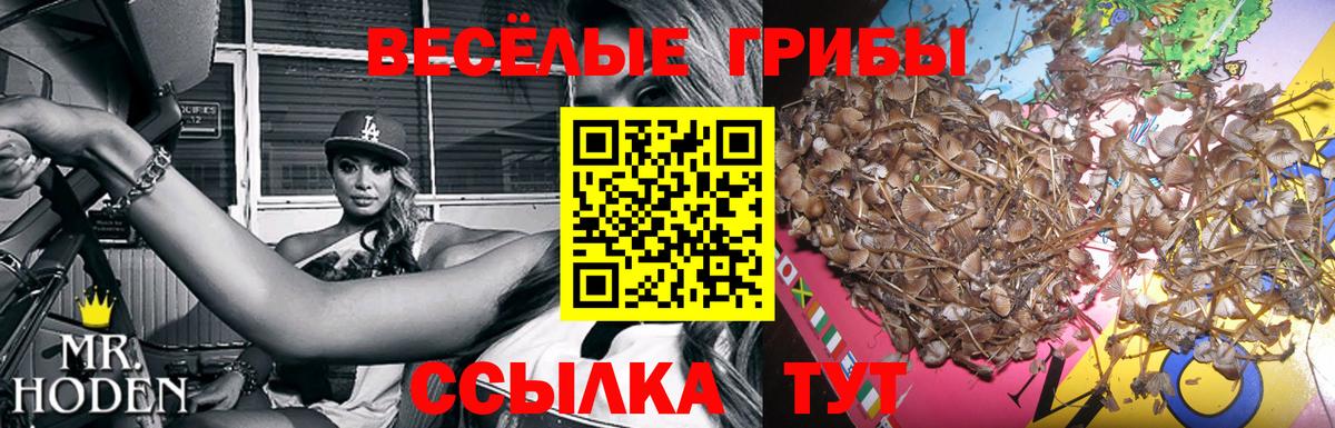 Псилоцибиновые грибы GOLDEN TEACHER Горячий Ключ